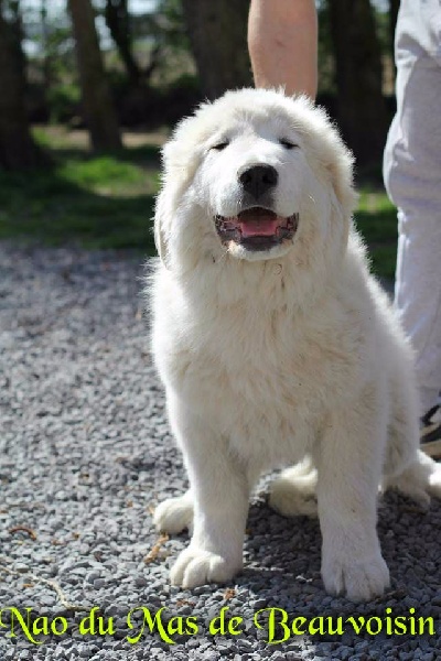 Chiots Inouck x Garonne Nés le 29 décembre 2014