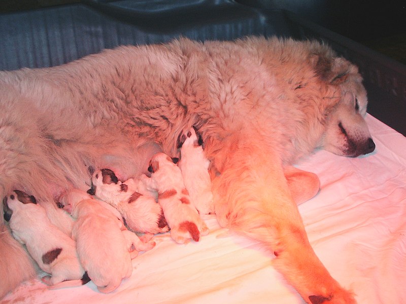 Les chiots de Bess et Zingaro du Mas de Beauvoisin